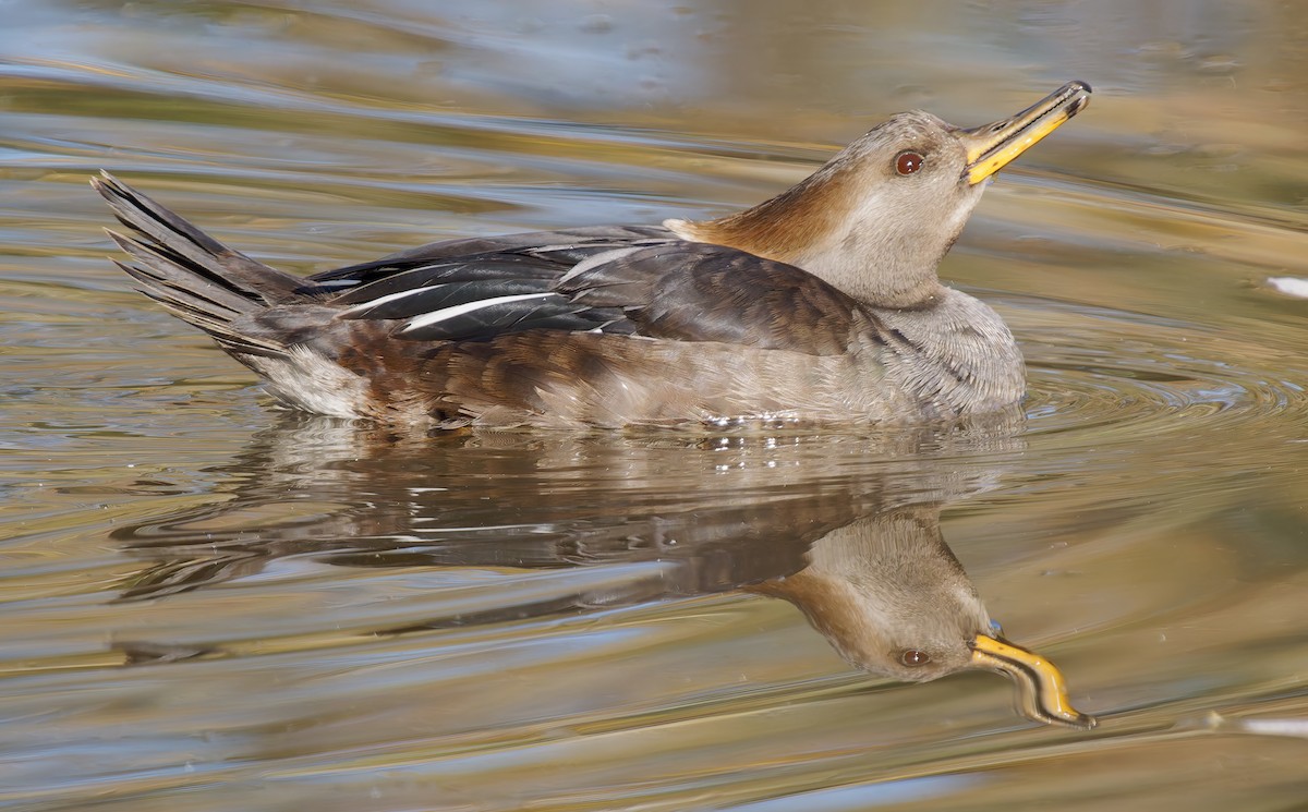 Hooded Merganser - ML649177875