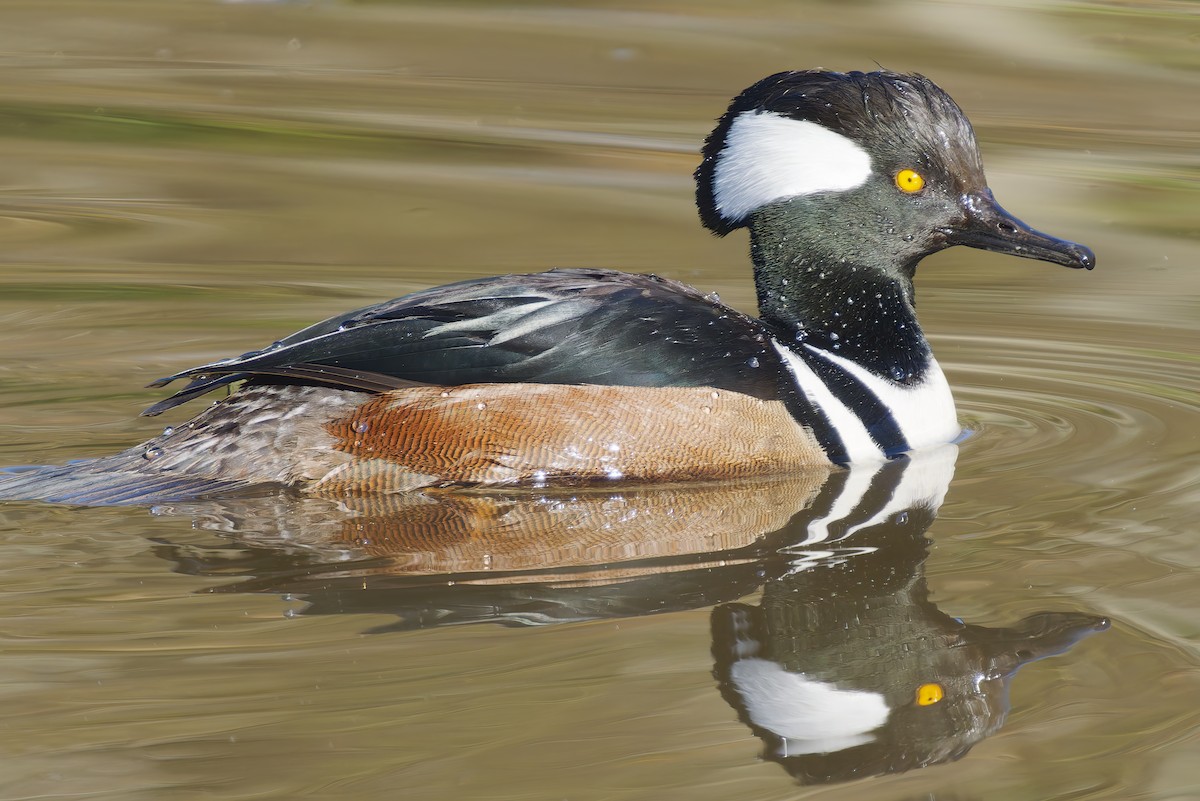 Hooded Merganser - ML649177880