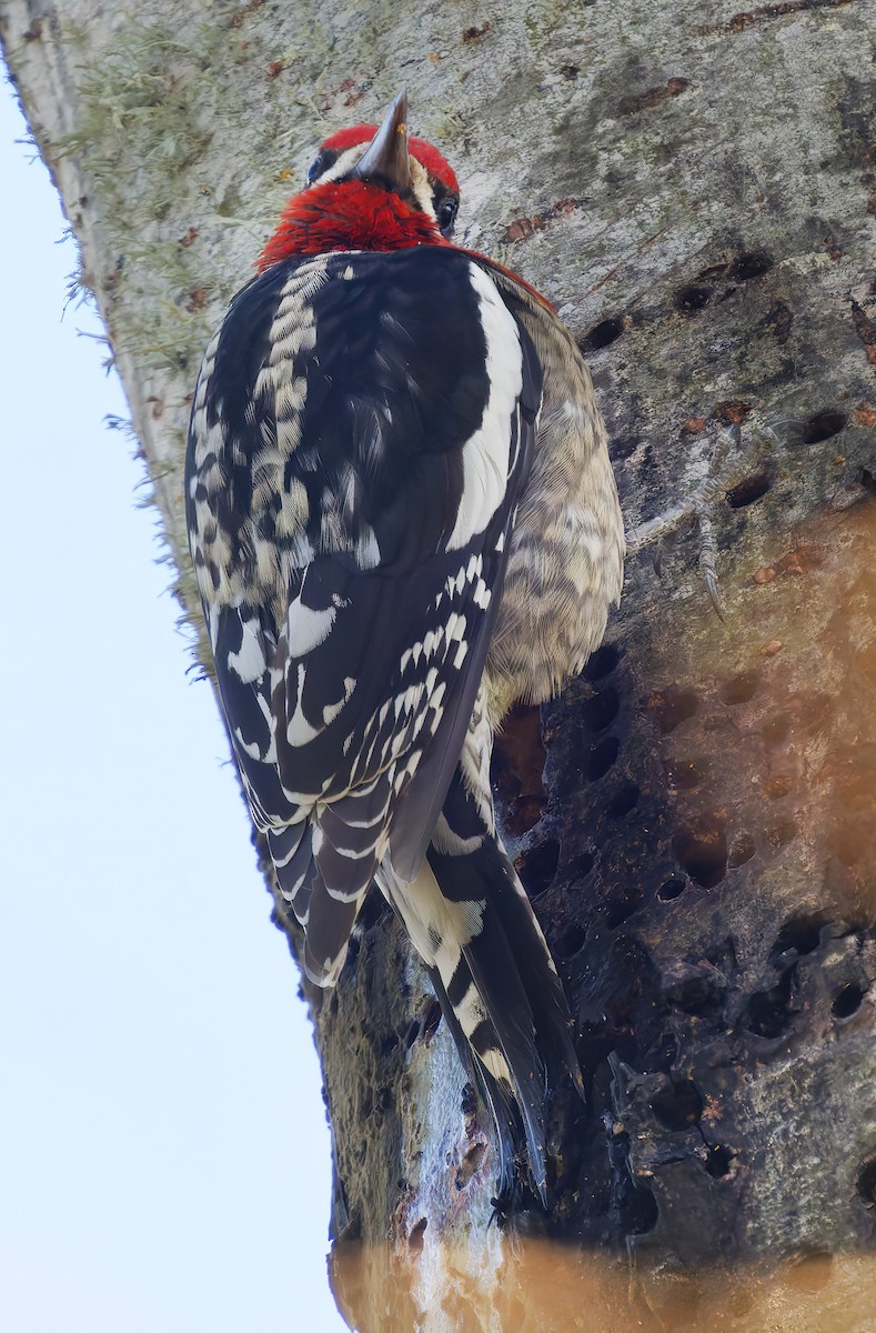 Red-breasted Sapsucker - ML649177915