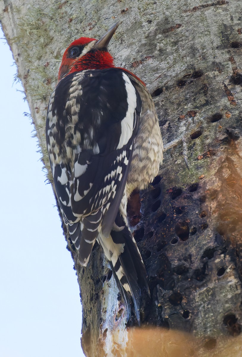 Red-breasted Sapsucker - ML649177916