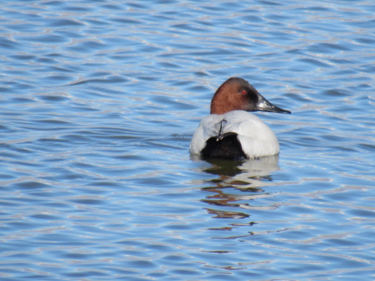 Canvasback - ML649177927