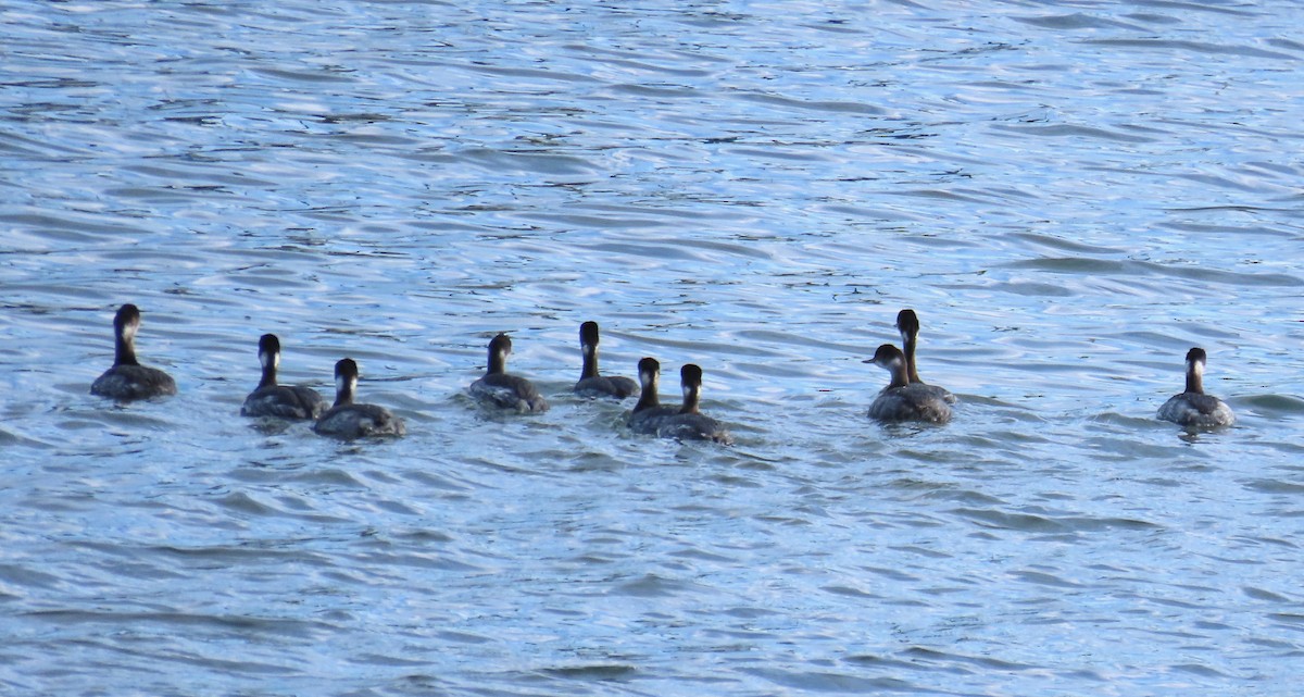 Red-necked Grebe - ML649177961