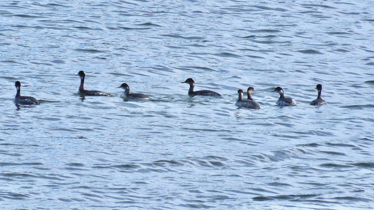 Red-necked Grebe - ML649177962