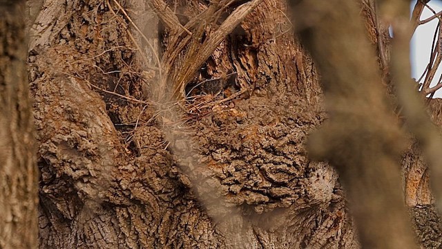 Great Horned Owl - ML649178026