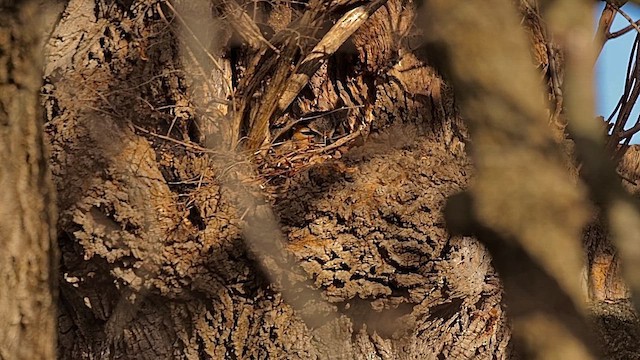 Great Horned Owl - ML649178030