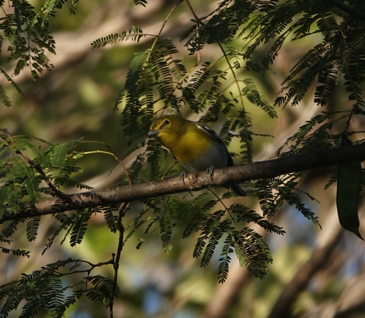 ויראו צהוב-גרון - ML649178049