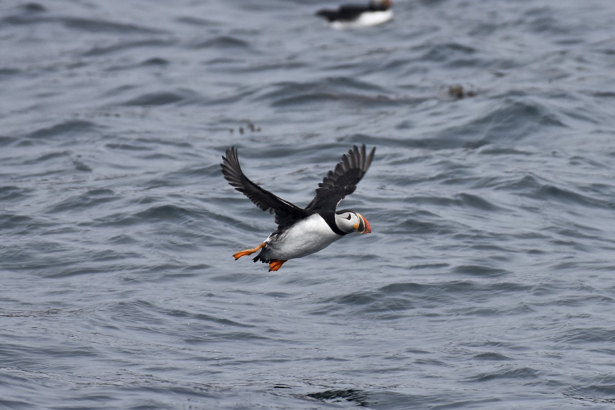 Denizpapağanı - ML649178209