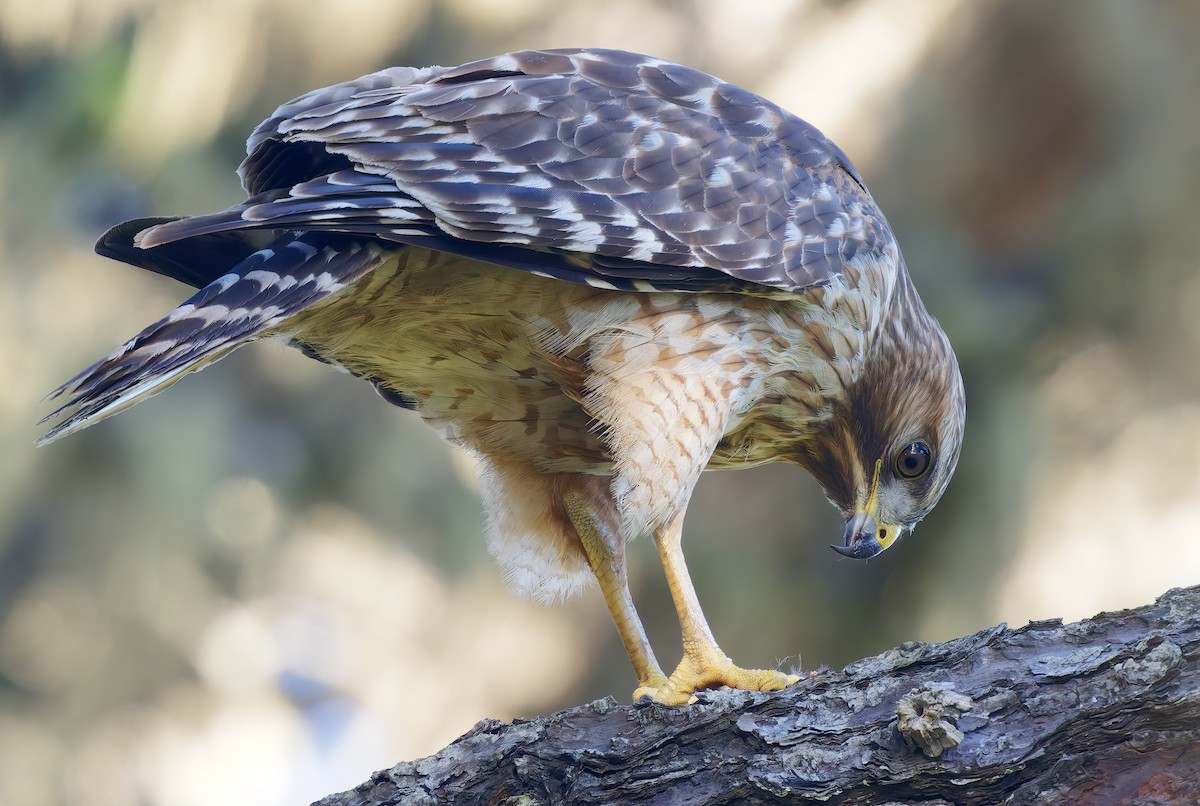 Red-shouldered Hawk - ML649178226