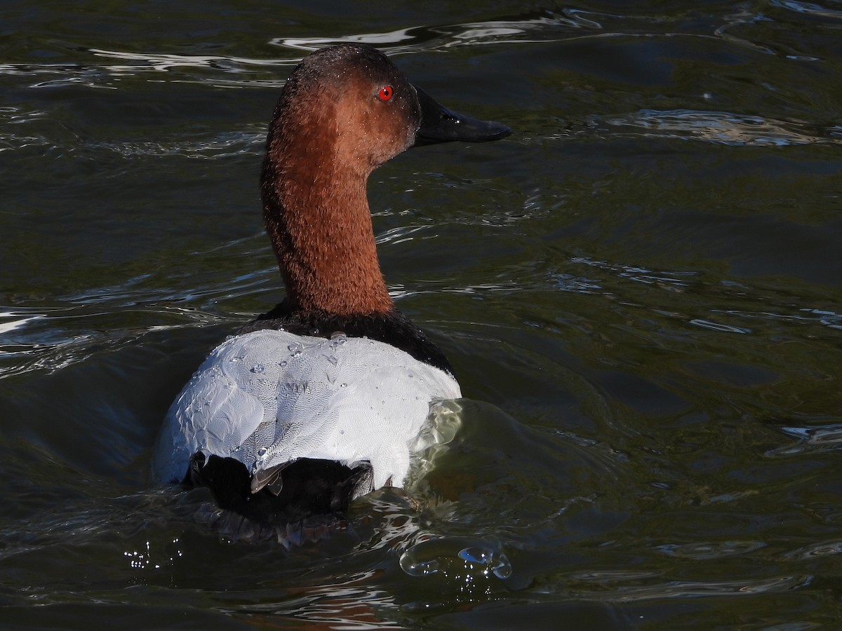 Canvasback - ML649178278