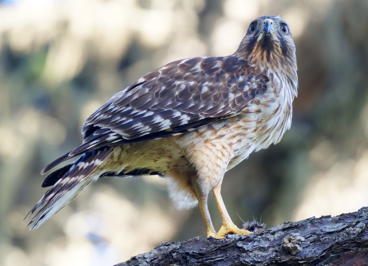 Red-shouldered Hawk - ML649178296