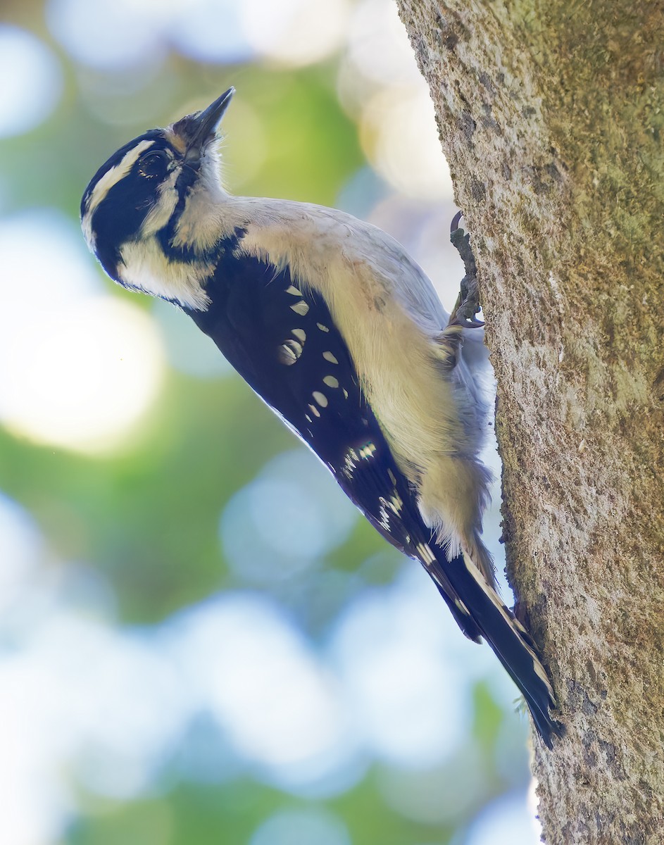 Downy Woodpecker - ML649178320