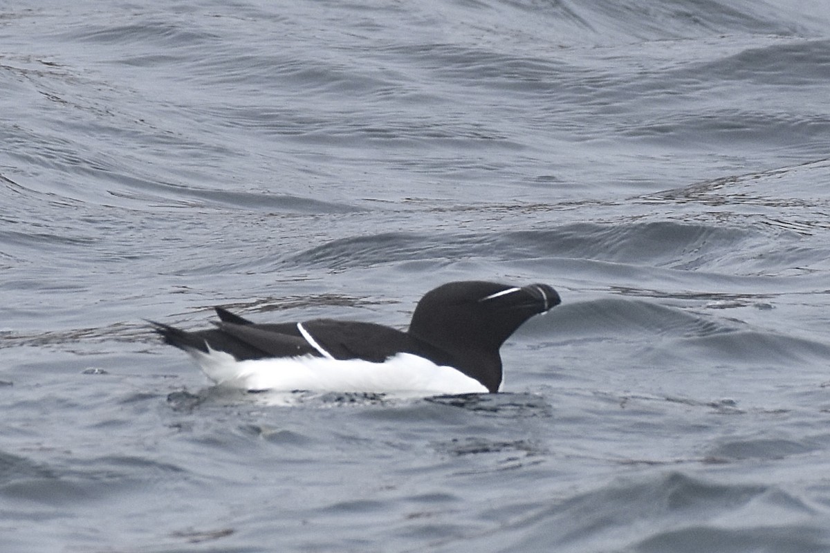 Ustura Gagalı Alk - ML649178650