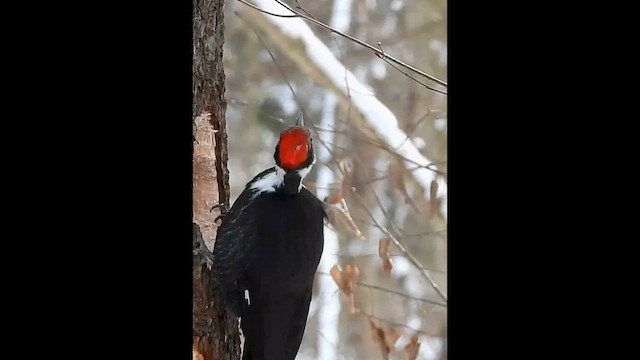 Хохлатая желна - ML649178736