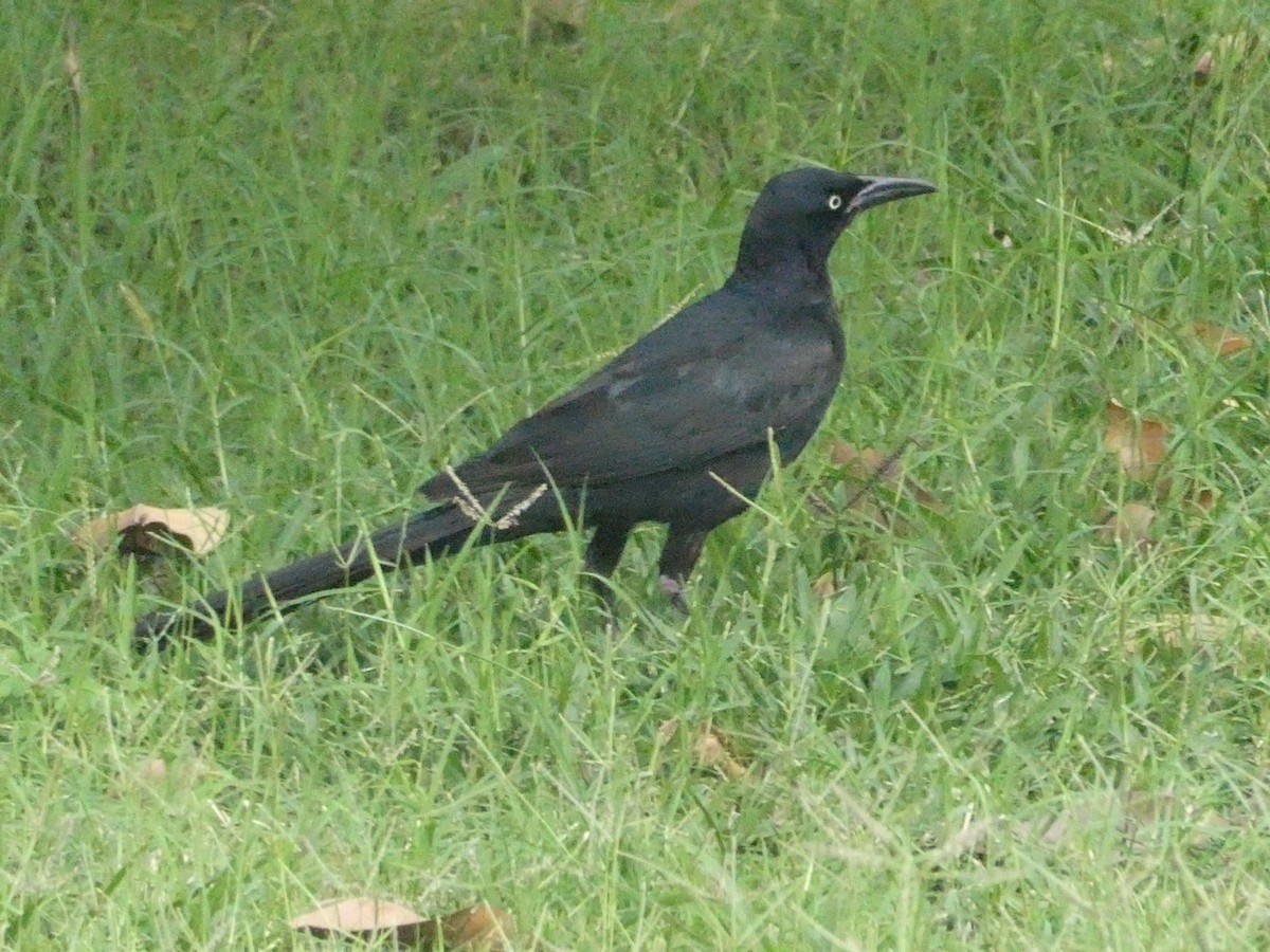 Большехвостый гракл - ML649178792