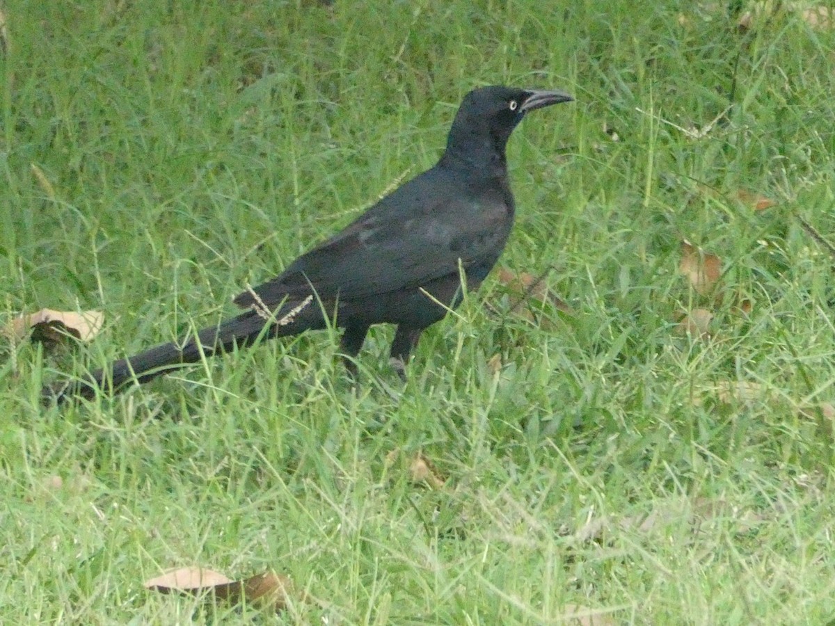 Большехвостый гракл - ML649178793