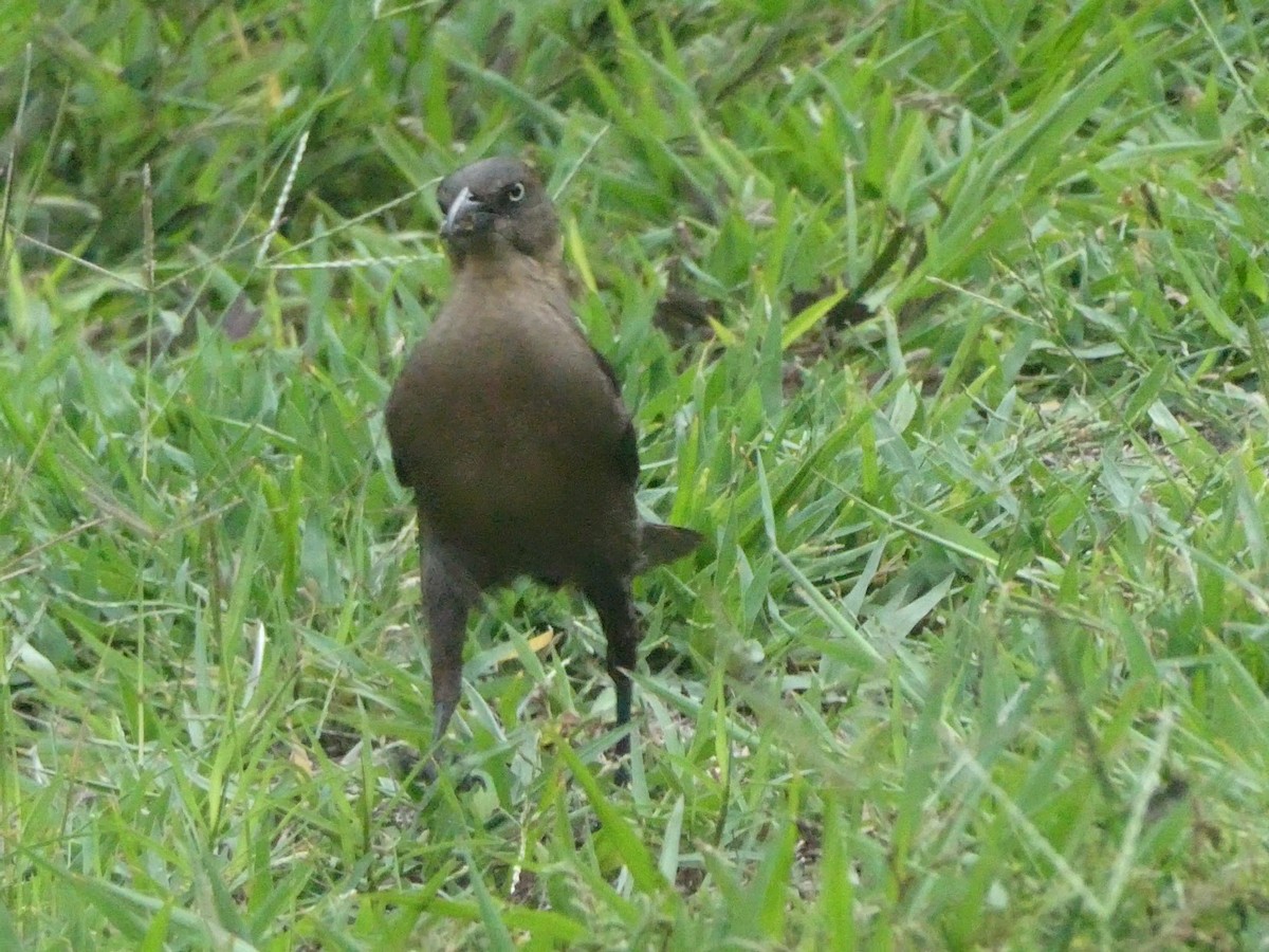 Большехвостый гракл - ML649178794