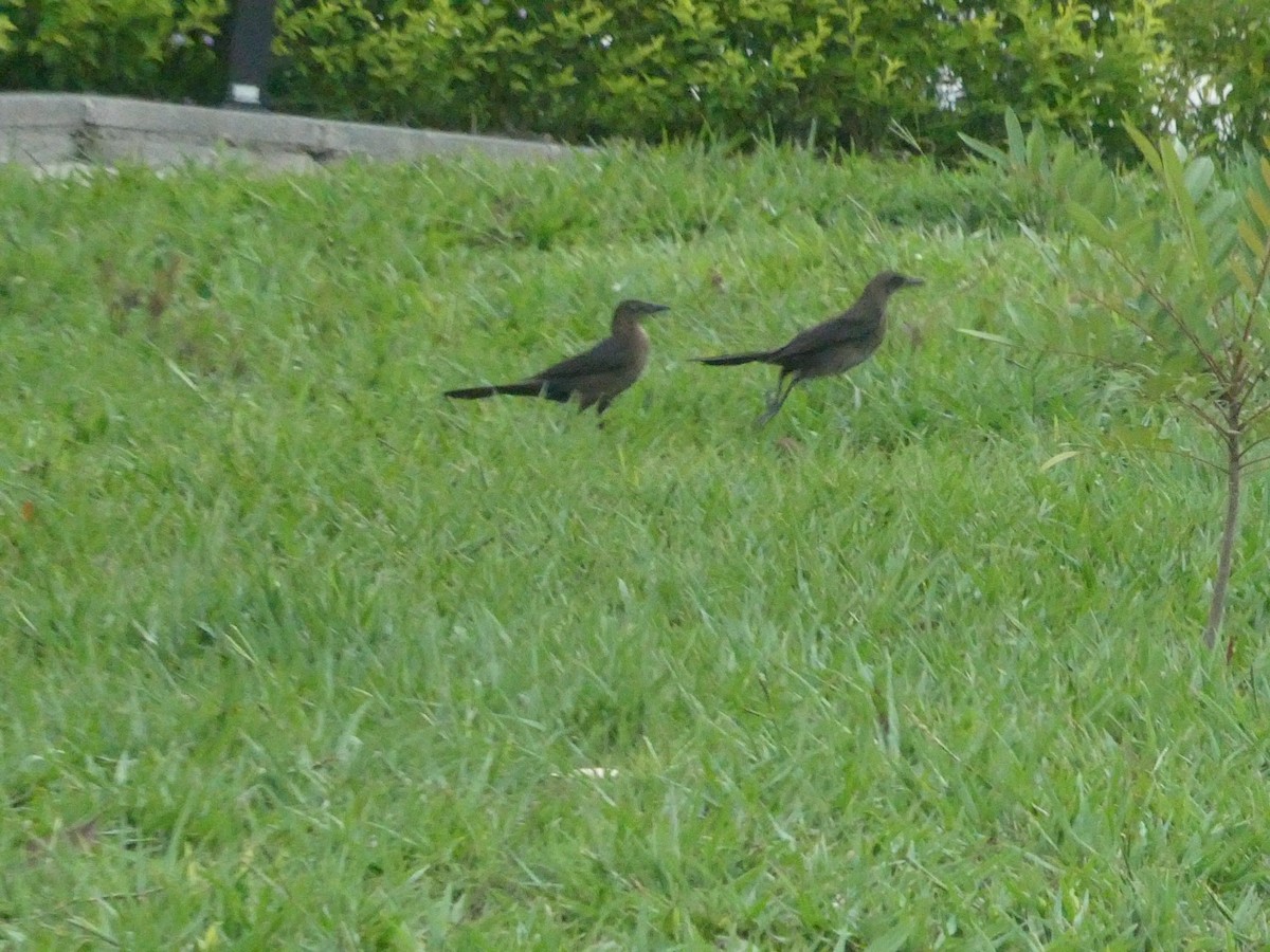 Большехвостый гракл - ML649178795