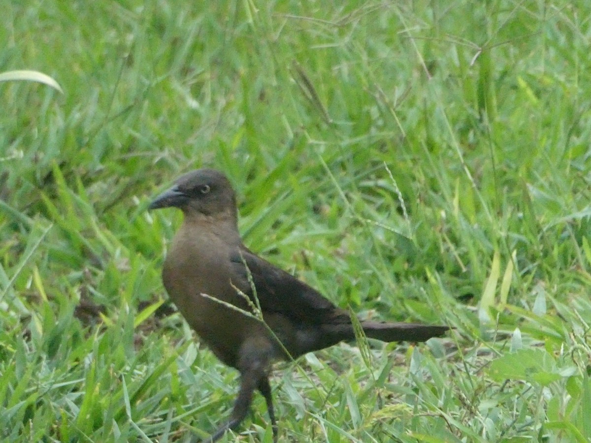 Большехвостый гракл - ML649178797