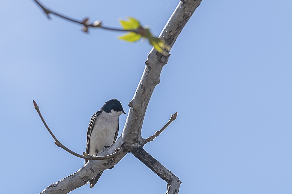 Tree Swallow - ML649178881