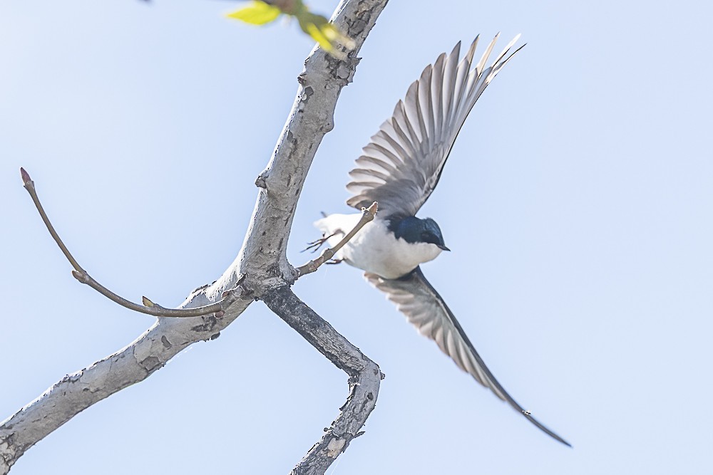 Tree Swallow - ML649178882