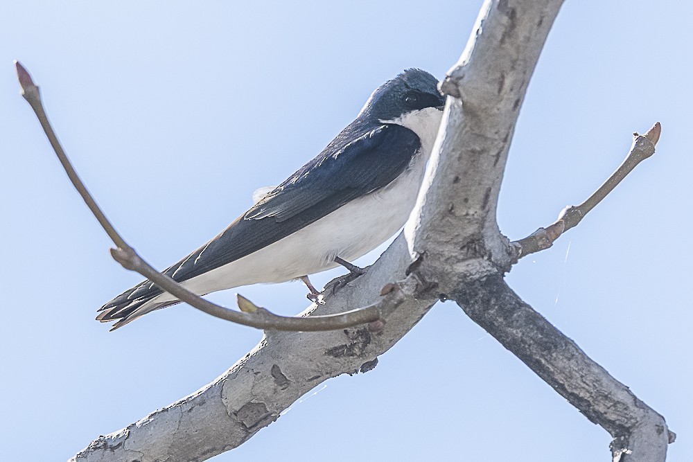 Tree Swallow - ML649178884