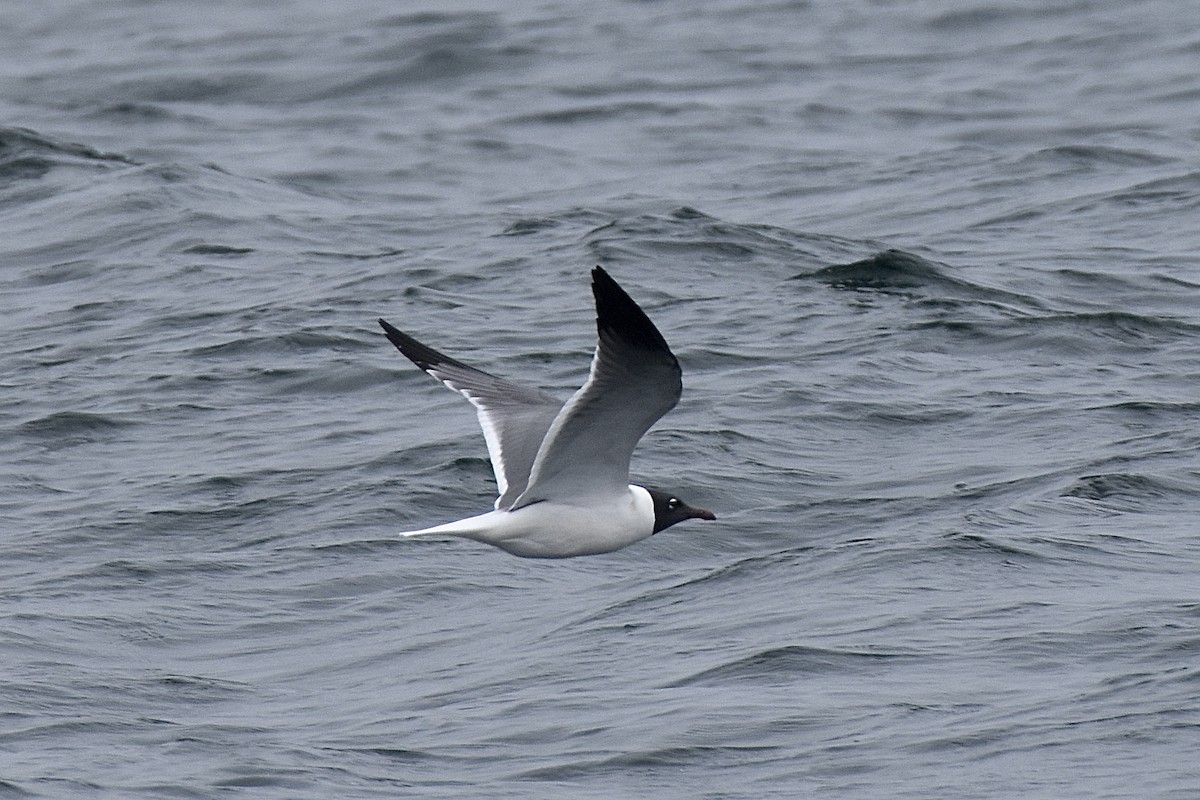 Gülen Martı - ML649179074