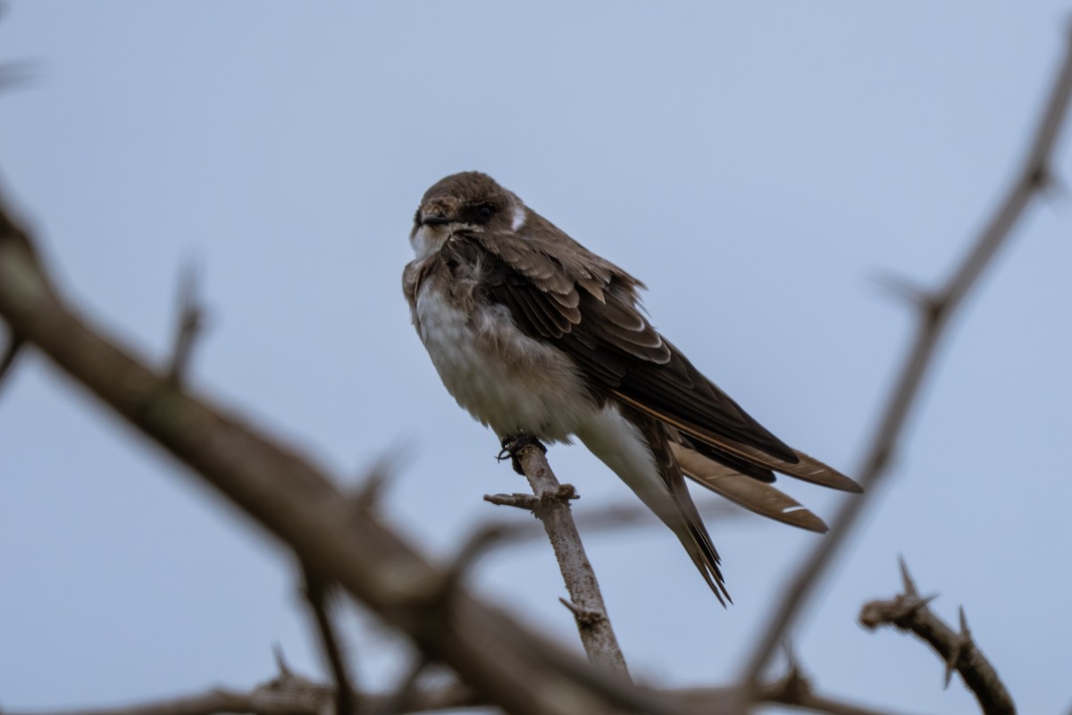 Береговушка - ML649179487