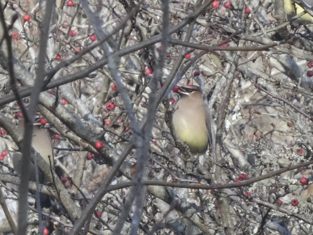 Кедровый свиристель - ML649179575