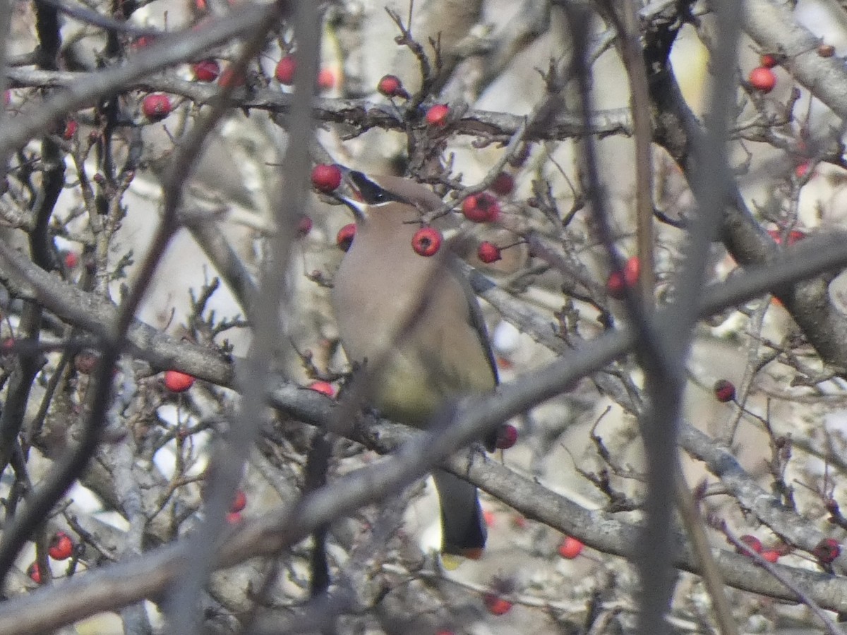 Кедровый свиристель - ML649179576