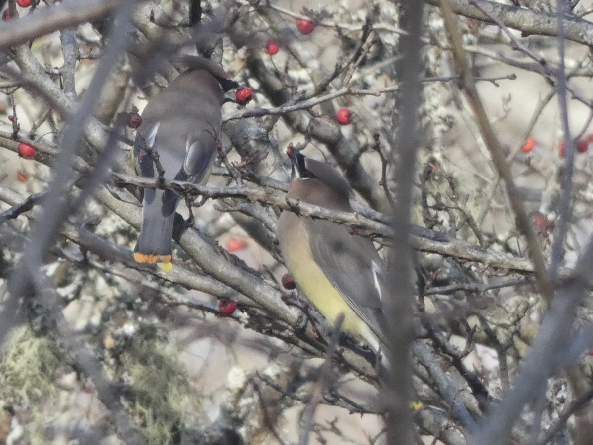 Кедровый свиристель - ML649179577