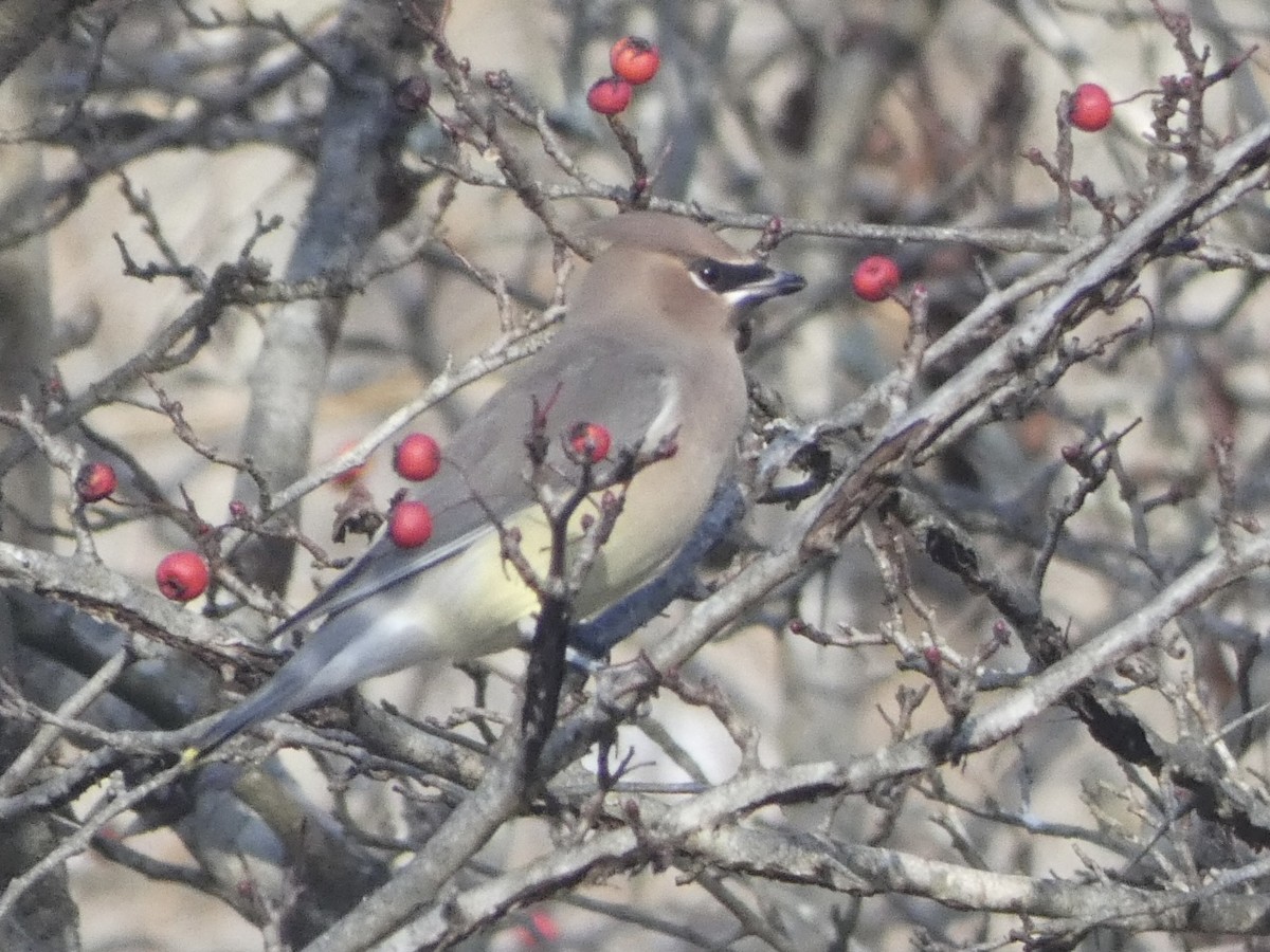 Кедровый свиристель - ML649179578