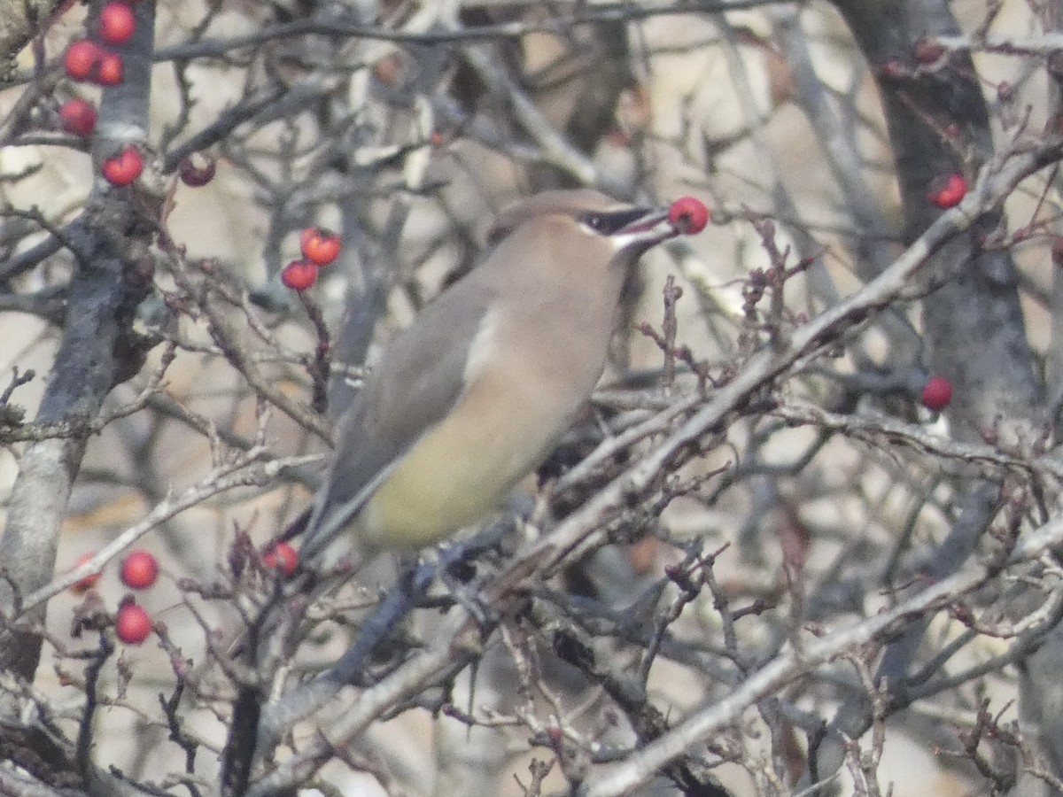 Кедровый свиристель - ML649179579