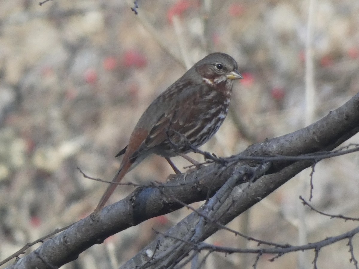 Пестрогрудая овсянка - ML649179608