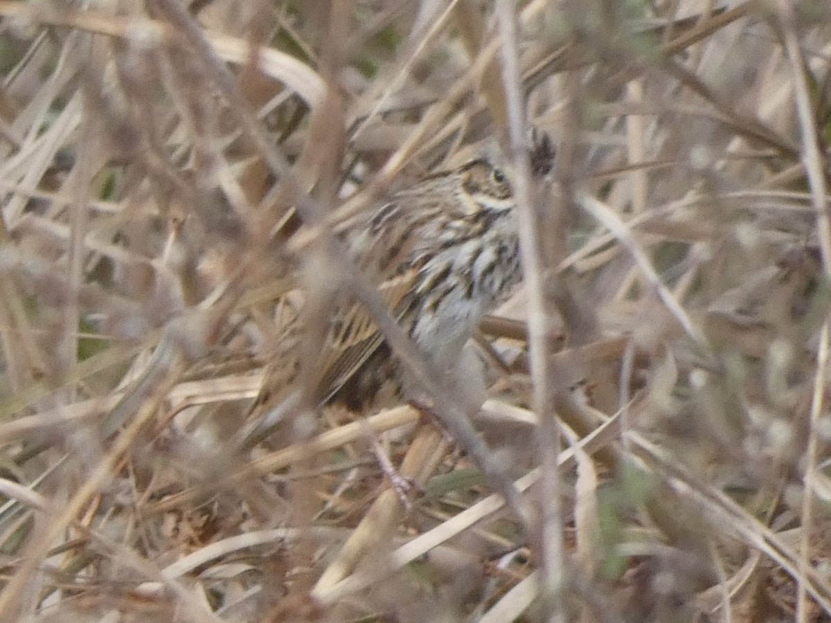 Саванная овсянка - ML649179643