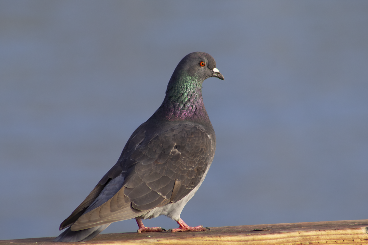 Rock Pigeon (Feral Pigeon) - ML649179667