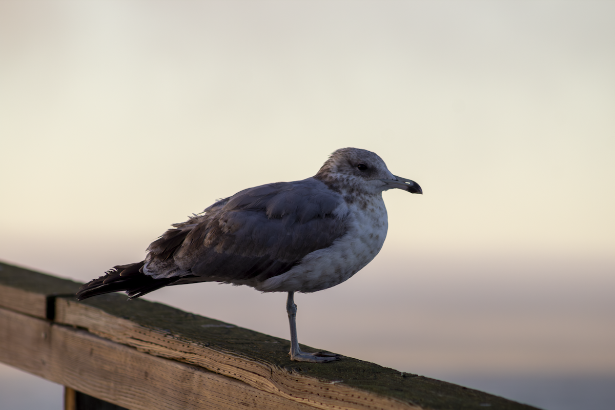 California Gull - ML649179675