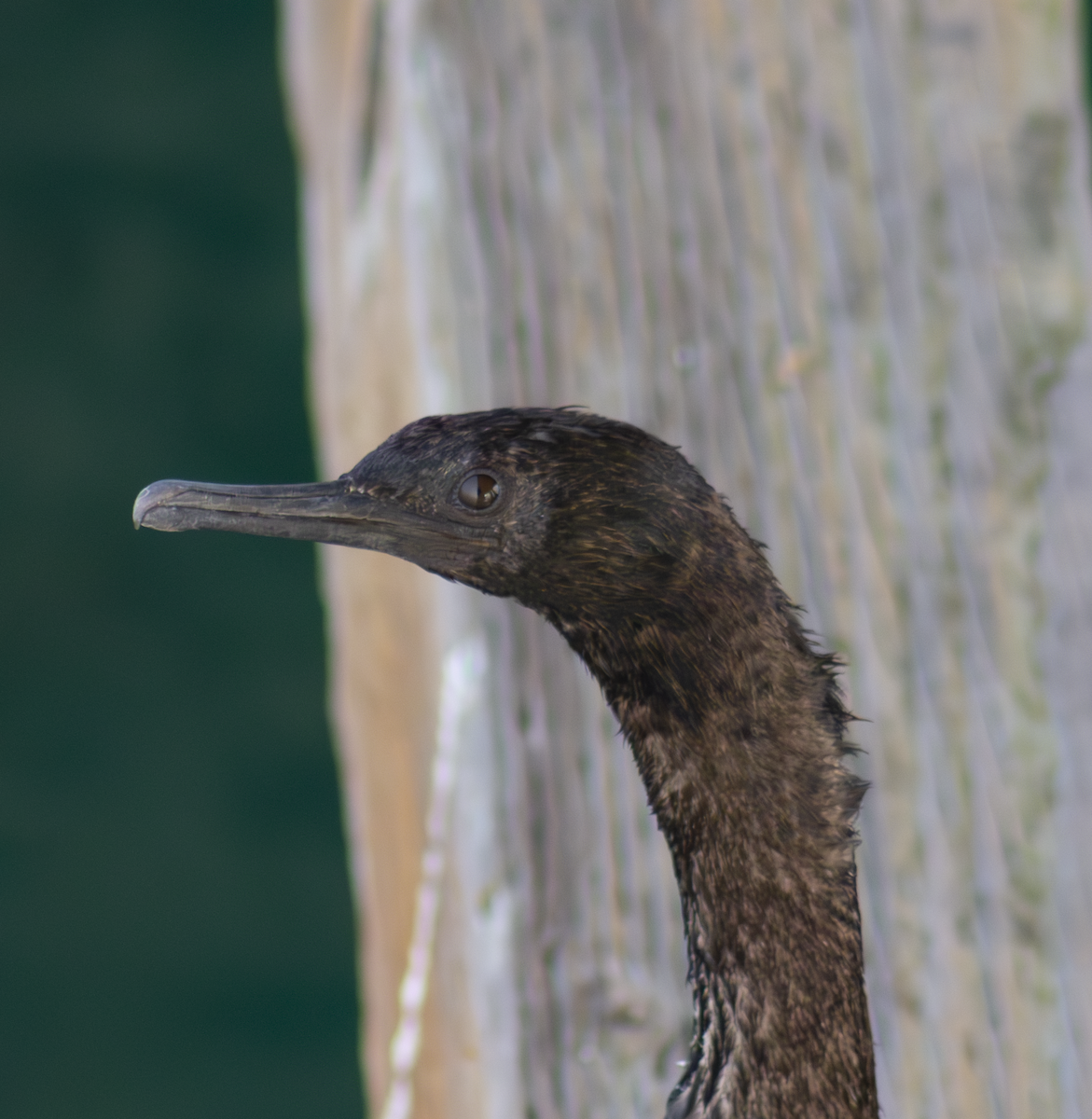 Pelagic Cormorant - ML649179681