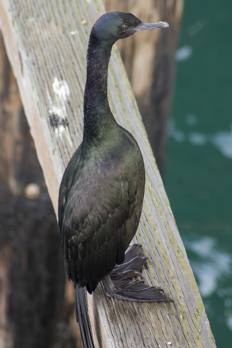 Pelagic Cormorant - ML649179686