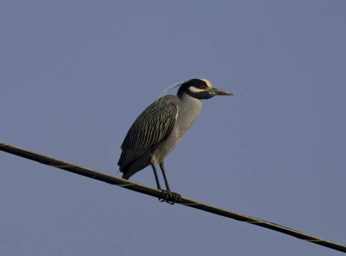 Yellow-crowned Night Heron - ML649179693