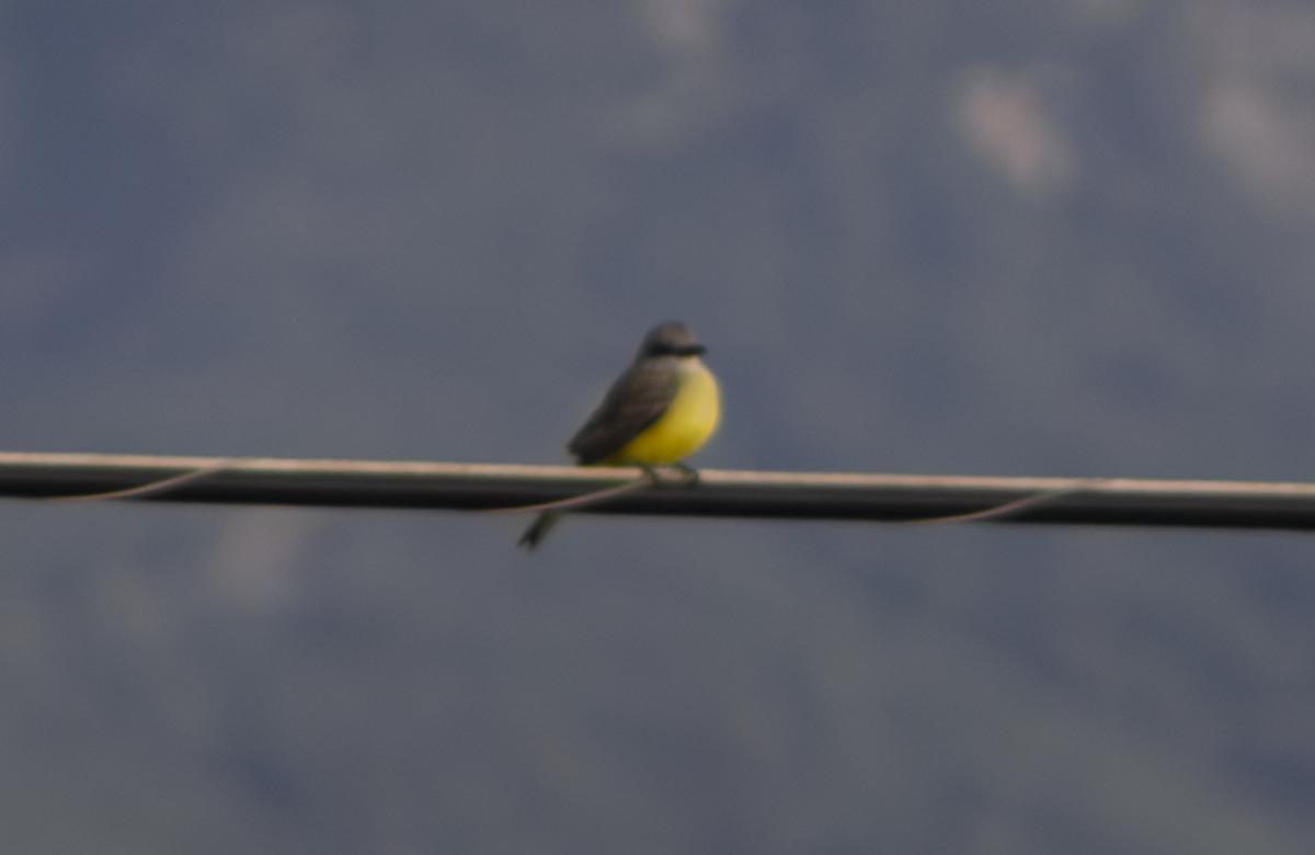 Tropical Kingbird - ML649179707