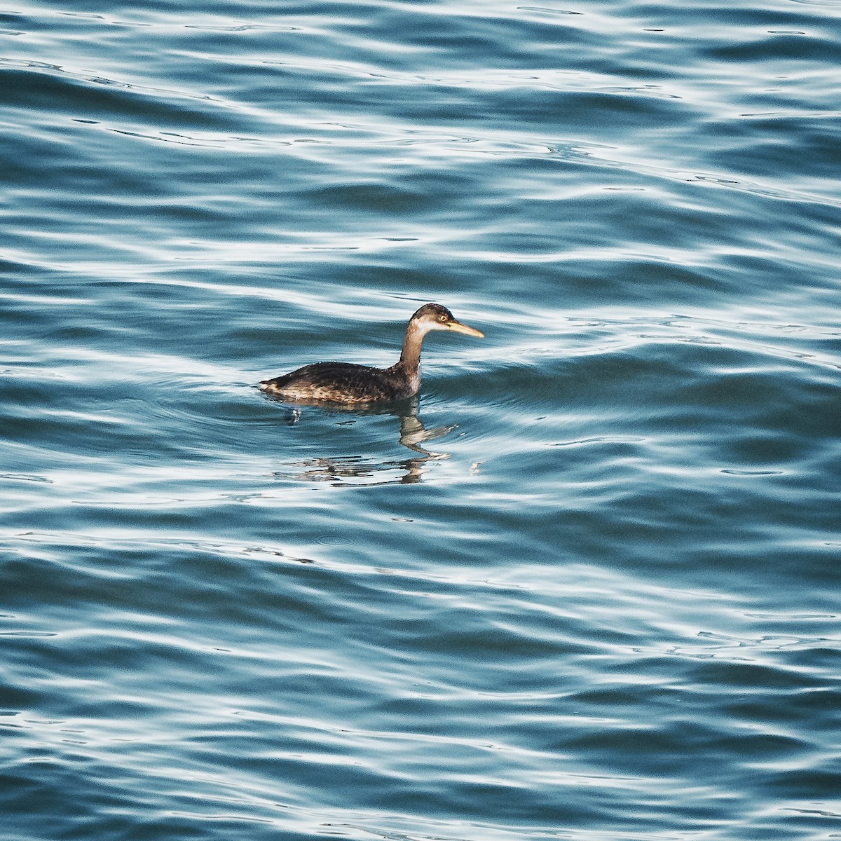 Red-necked Grebe - ML649179843