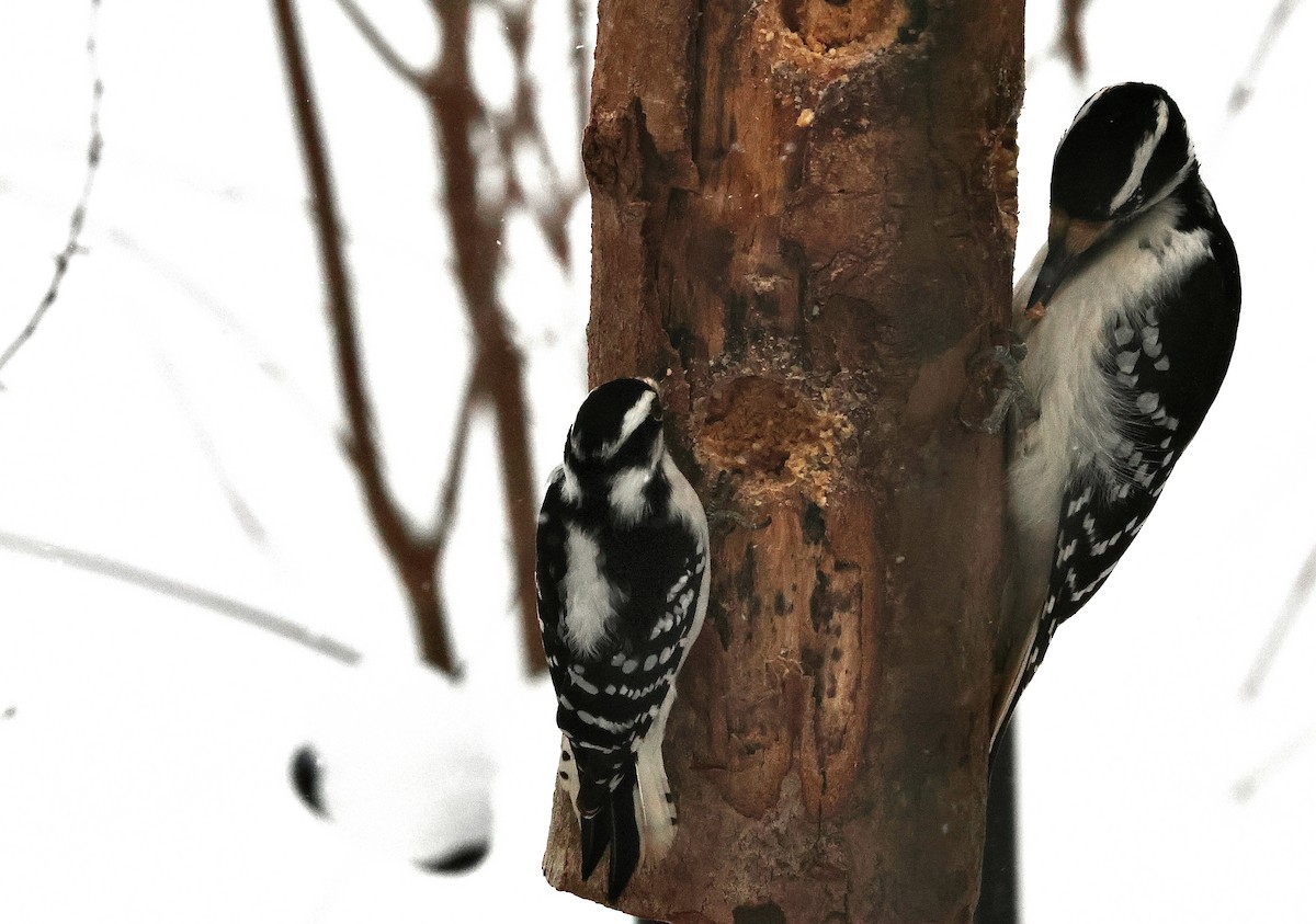 Yumuşak Tüylü Ağaçkakan - ML649179878