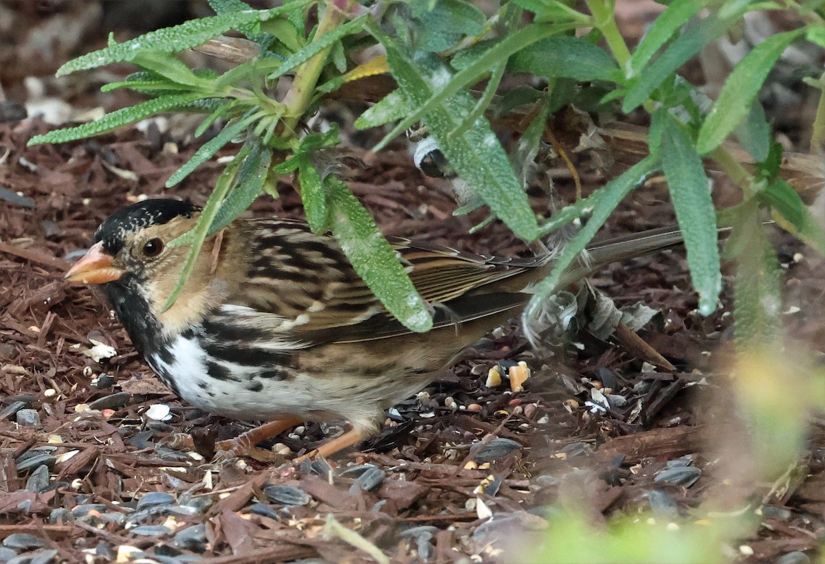 Harris's Sparrow - ML649179970