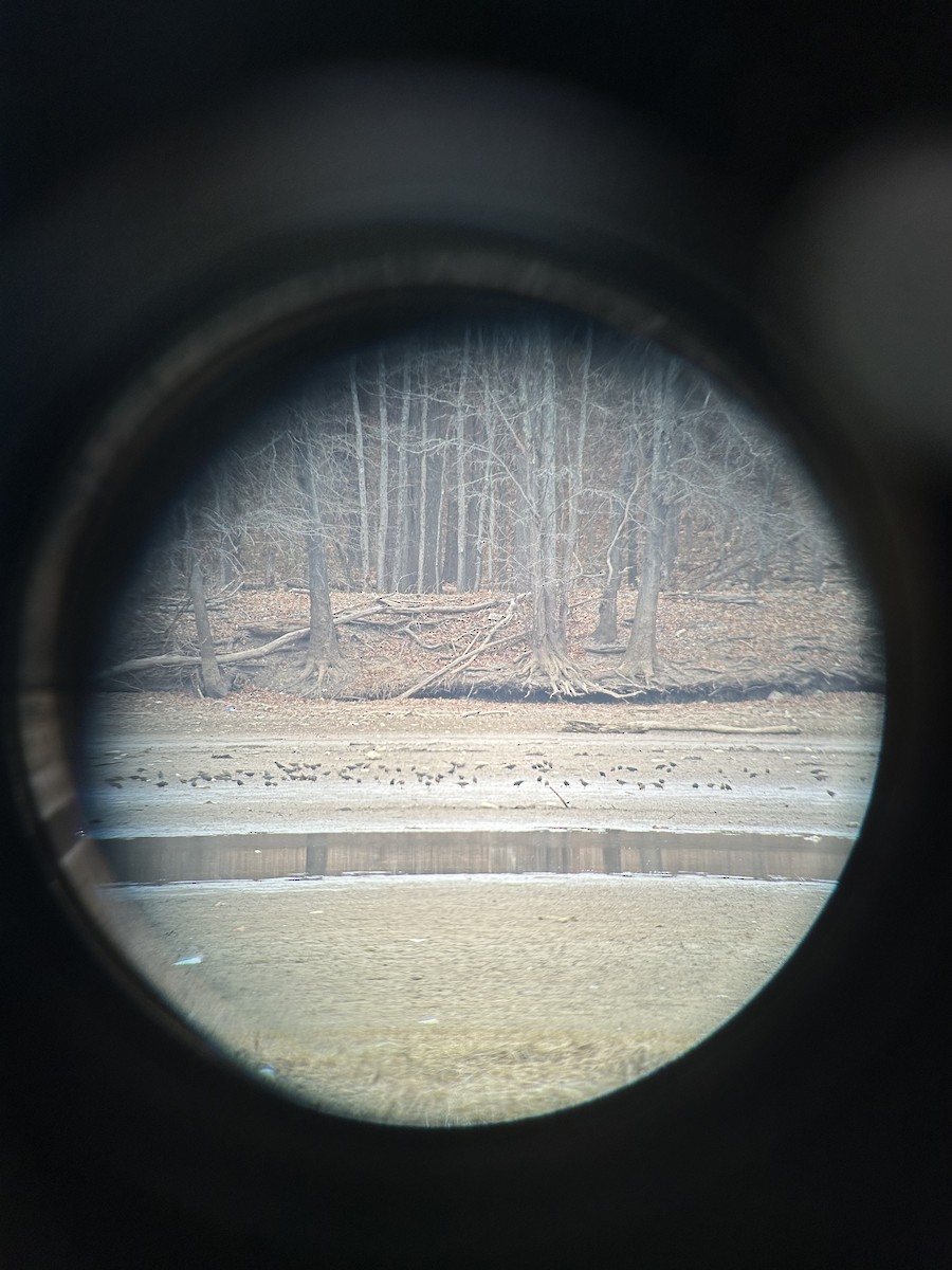 Rusty Blackbird - ML649179974