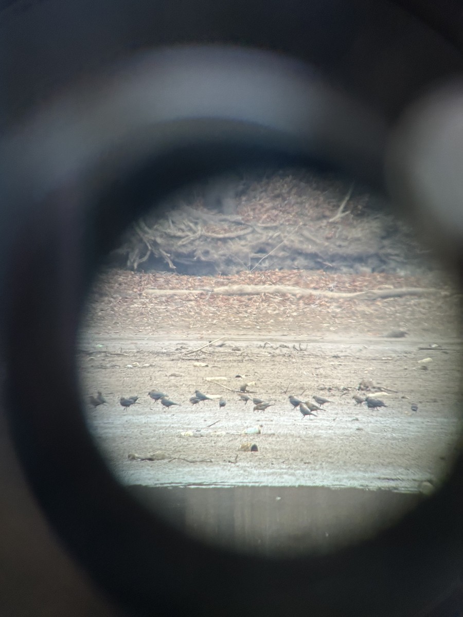 Rusty Blackbird - ML649179976