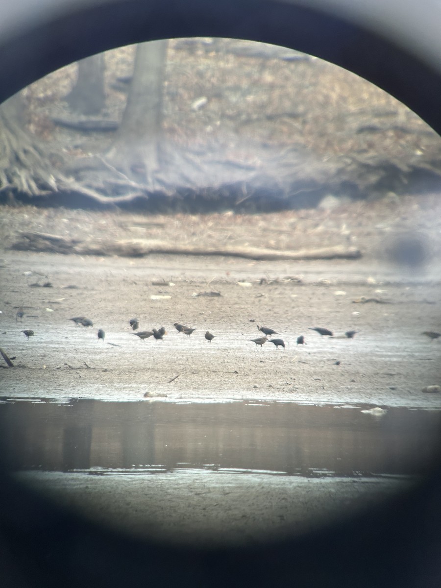 Rusty Blackbird - ML649179977