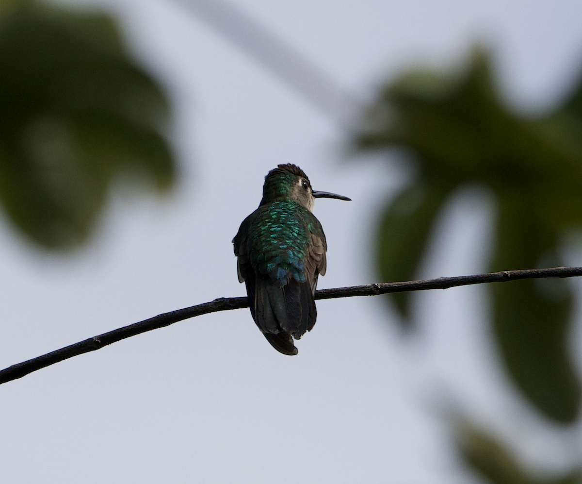 Wedge-tailed Sabrewing - ML649180083