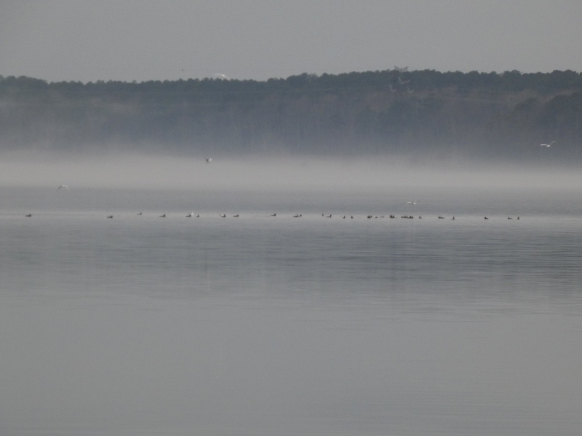 Hooded Merganser - ML649180193