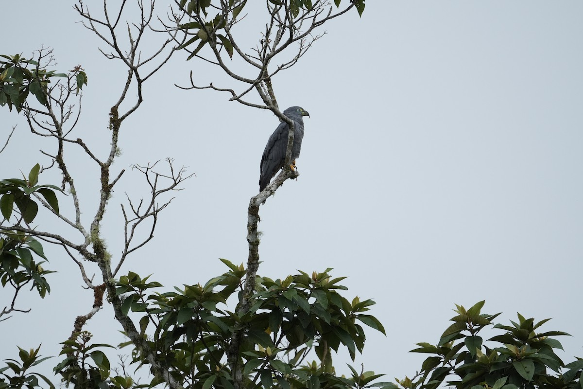 Hook-billed Kite - ML649180310