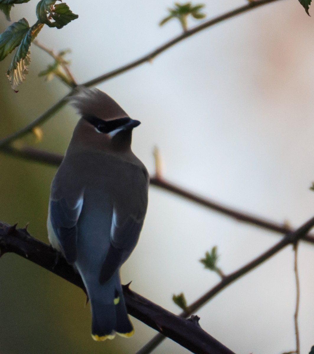 ציצנית אמריקנית - ML649180415